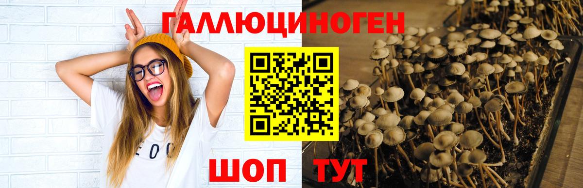 Галлюциногенные грибы Psilocybine cubensis Мценск